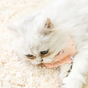 Random Blind Box Self-Heating Mat Cat Bed Dog Bed Blanket